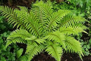 კომპრესები ვარიკოზული ვენების სამკურნალოდ